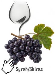 Rebe Syrah mit Weinglas