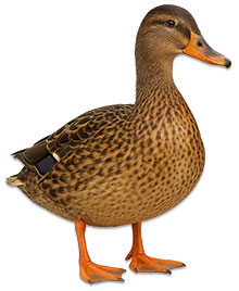 Ente