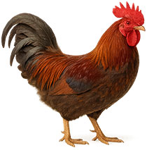 Hahn