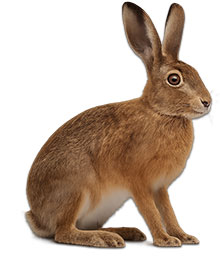 Hase