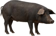 Iberico-Schwein