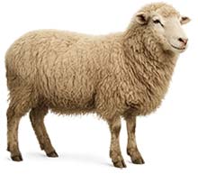 Lamm