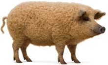 Mangalitza-Wollschwein