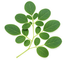 Moringa oleifeira