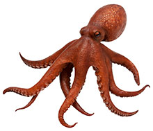 Oktopus alias Pulpo
