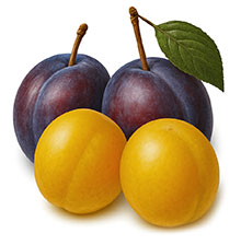 Pflaumen-Duo