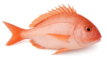 Red Snapper