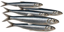 Sardellen alias Anchovis