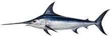 Schwertfisch