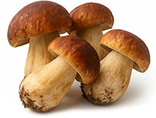 Steinpilze