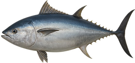 Thunfisch