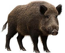 Wildschwein