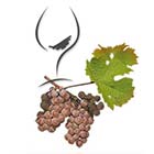 GERNEKOCHEN-WEINKOMPASS