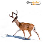 Wild Wildgerichte Rezepte