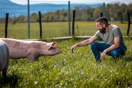 Artgerechte Haltung von Albweideschweinen