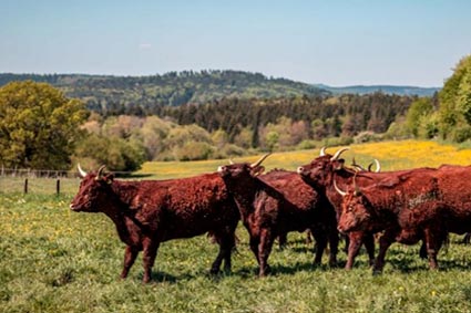 Artgerechte Haltung von Salers-Rindern