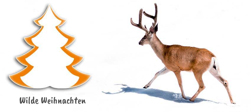 Themenbild Wilde Weihnachten