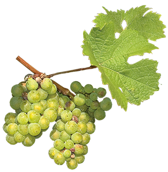 Riesling-Weinrebe